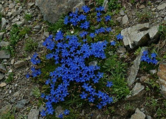 Gentiana bavarica / Genziana bavarese